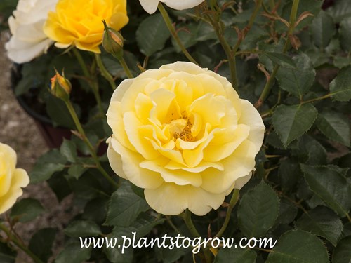 Yellow Submarie Rose (Rosa)
 In this image the plant has dark, yellow, light yellow and white flowers all at the same time.